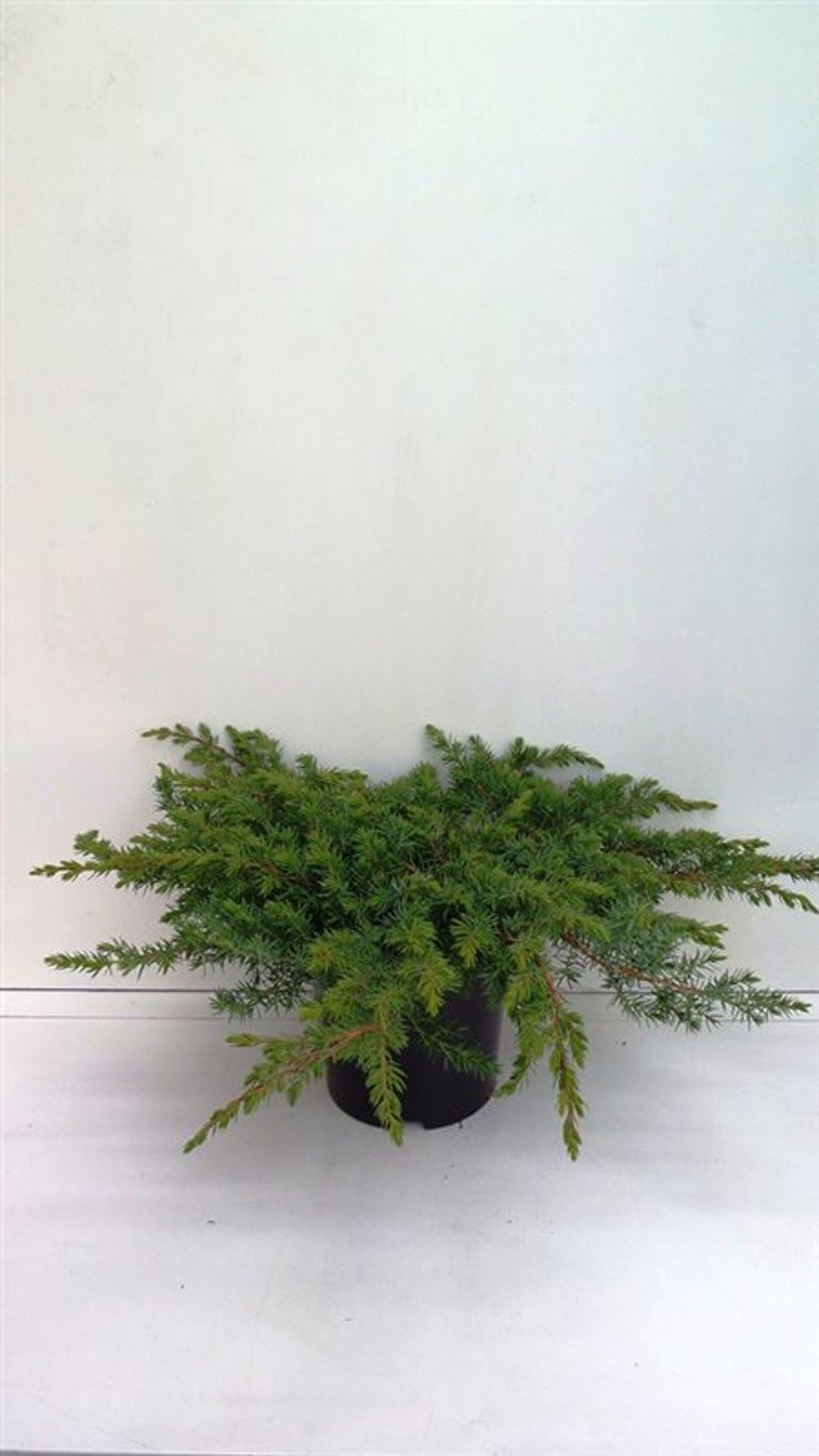 Juniperus conferta 'Schlager' - C3 30-40 CM